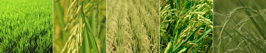 Agropecuária Aguiar