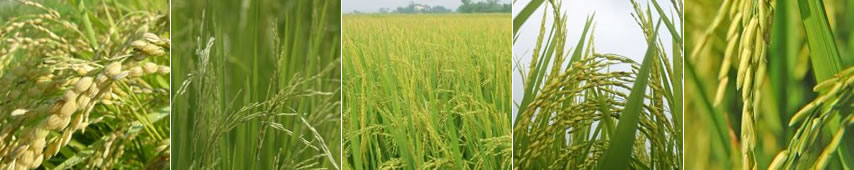 Agropecuária Aguiar